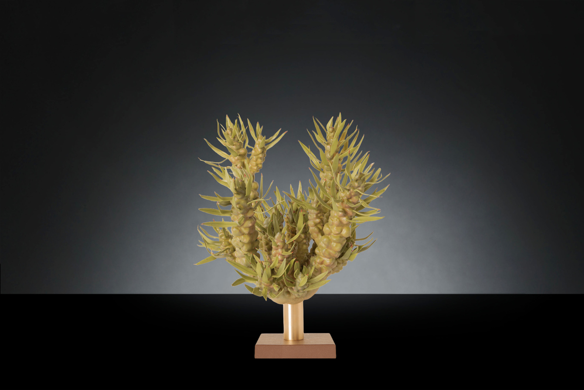 1700218494-1142893.37 SUCCULENT CACTUS_2LOW